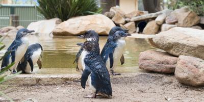 Group of penguins at a wildlife park