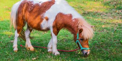 Miniature pony