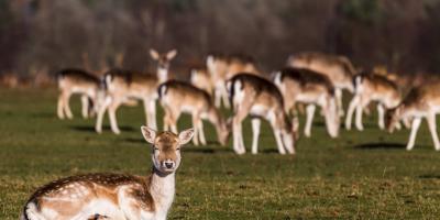 Group of does in country park