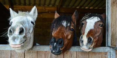 Snowdonia Riding Stables, horses looking over box edge