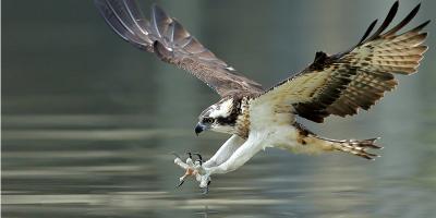 Osprey