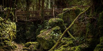 Puzzlewood