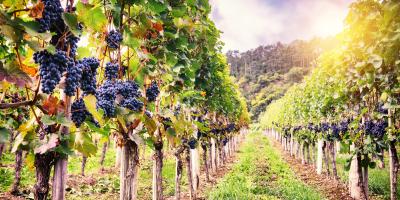 View of a vineyard at sunset