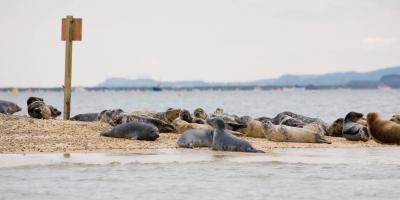 Seal colony in Norfolk