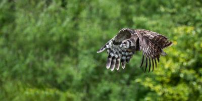 The Hawk Conservancy Trust