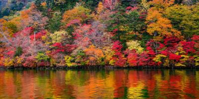 Autumn forest in the Lake District