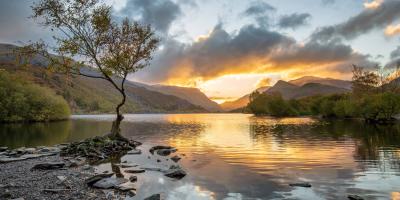 Snowdon lone tree at Llyn Padarn