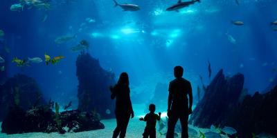 Family looking at a marine aquarium