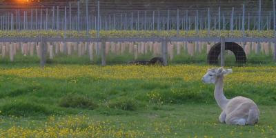 Alpaca sitting in a grass field at sunset