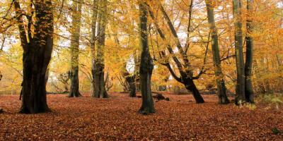 Forest with red, orange and yellow leaves in autumn