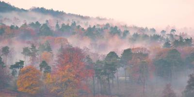 Early morning mist in trees, Longshaw, Peak District, UK