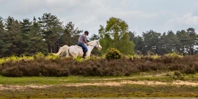 Horse riding in New Forest