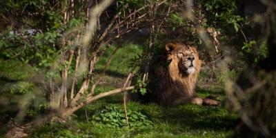 Chester Zoo Lion