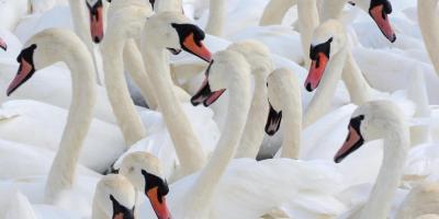 Abbotsbury Swannery