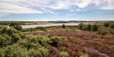 Arne Nature Reserve (RSPB)