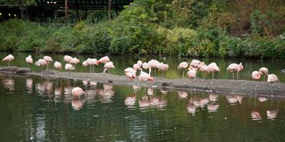 Flamingo Land