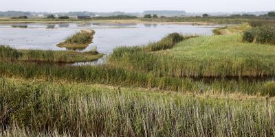 Minsmere Reserve