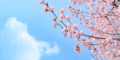 Blossom tree with pink flowers