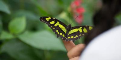 Butterfly on woman's hand in Rainforest