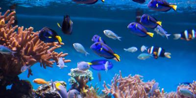 Image of an aquarium