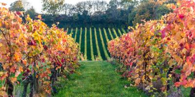 Denbies Wine Estate vineyard