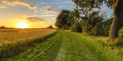 Wheat field along old oak track at sunset