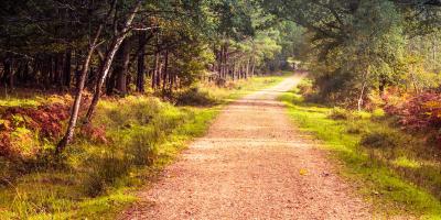 New Forest