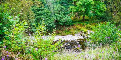 Low running river surrounded by trees and foliage