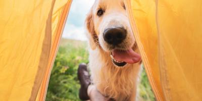 Golden retriever looking into open tent 