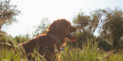 A dog in a field of a sunny day