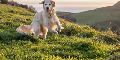 Dog jumping in an open grass field