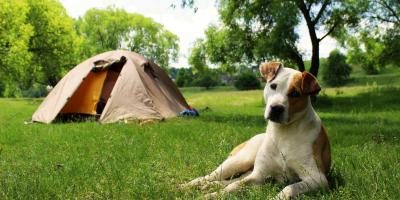 Dog lying on the grass near the tents