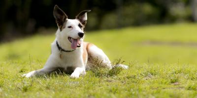 Dog sat on the grass