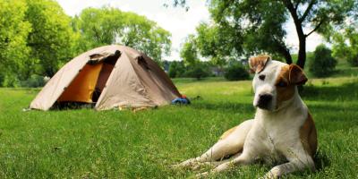 Dog lying on the grass near a tent