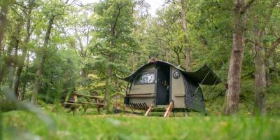 Landpod in forest