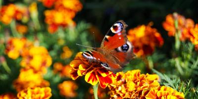 Ventnor Botanical Gardens