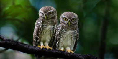 Liberty's Owl, Raptor and Reptile Centre