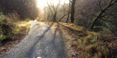 Lone figure walks along a beautiful woodland track though Coed-y-Brenin