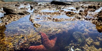 Rock pool with starfish in pool