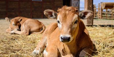 Roskilly's Ice Cream Farm