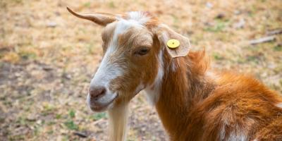 Goat with red and white hair