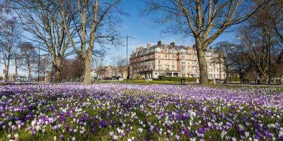 Open park with trees and small purple flowers