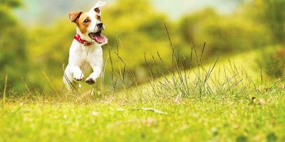 Happy little Jack Russell Dog running through a grass field