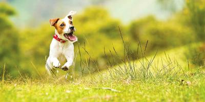 Happy little Jack Russell Dog running through a grass field