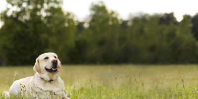 Labrador laying on the grass