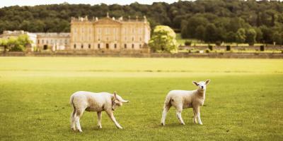 Lambs at Chatsworth House