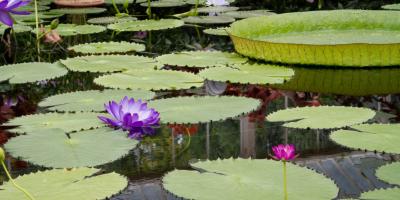 Green lilypads and flowers sitting on top of a pond