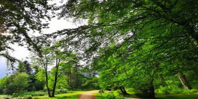 Trees surrounding a park trail