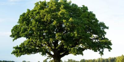 Oak tree in a field