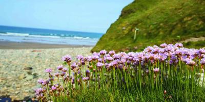 Flowers on the Pembrokeshire coast